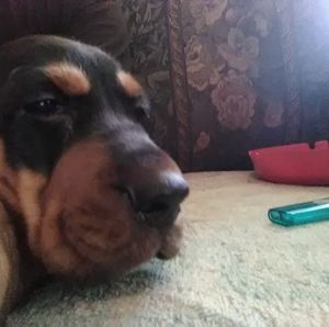 Meet your Posher, Scott